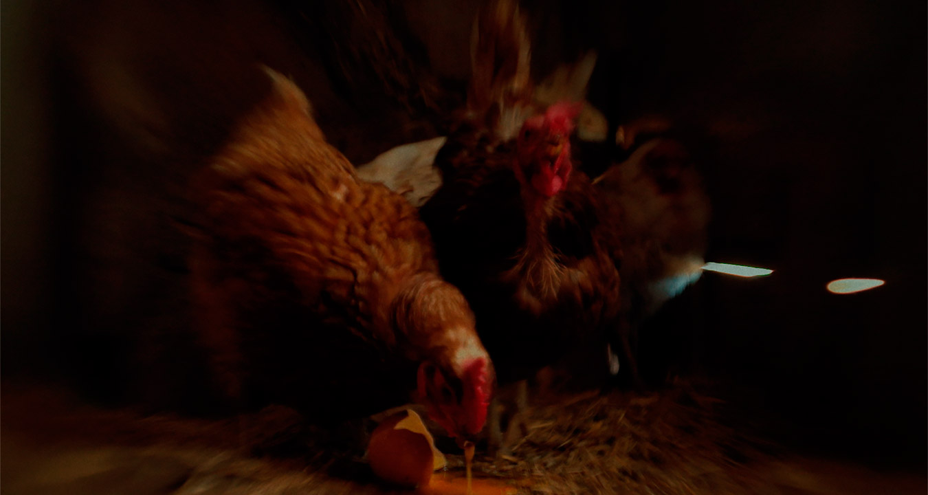 El corto de Final de Grado AVES DE CORRAL se verá en Cannes